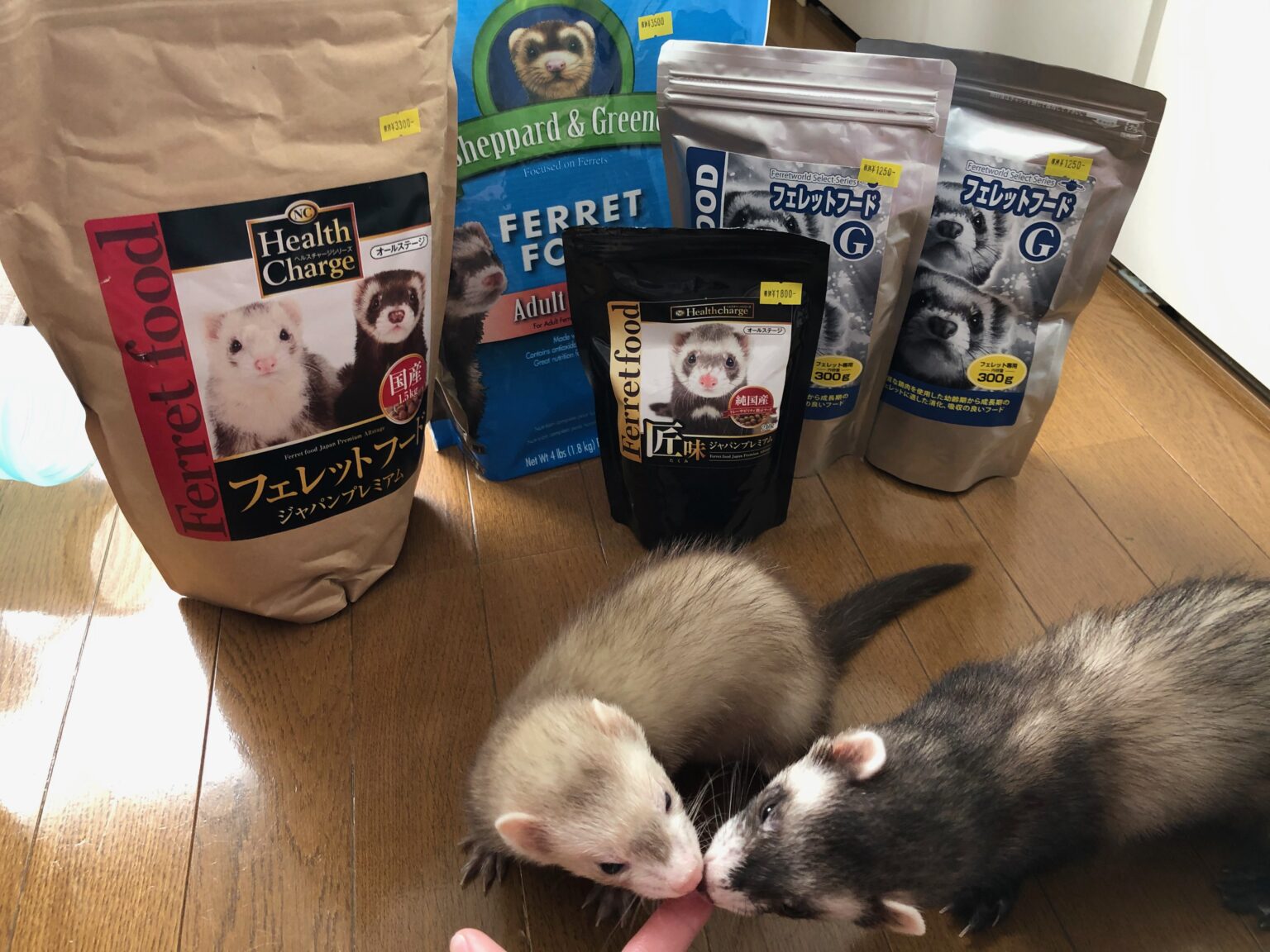 フェレットの餌とフェレットへの給餌に関するクイックガイド